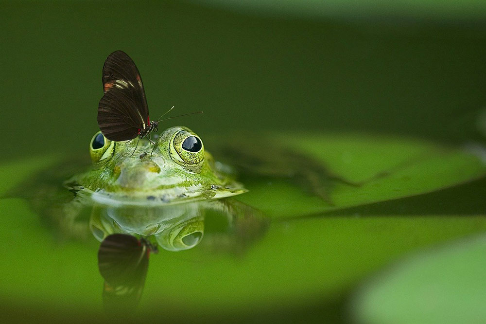 Illustration préservation biodiversité